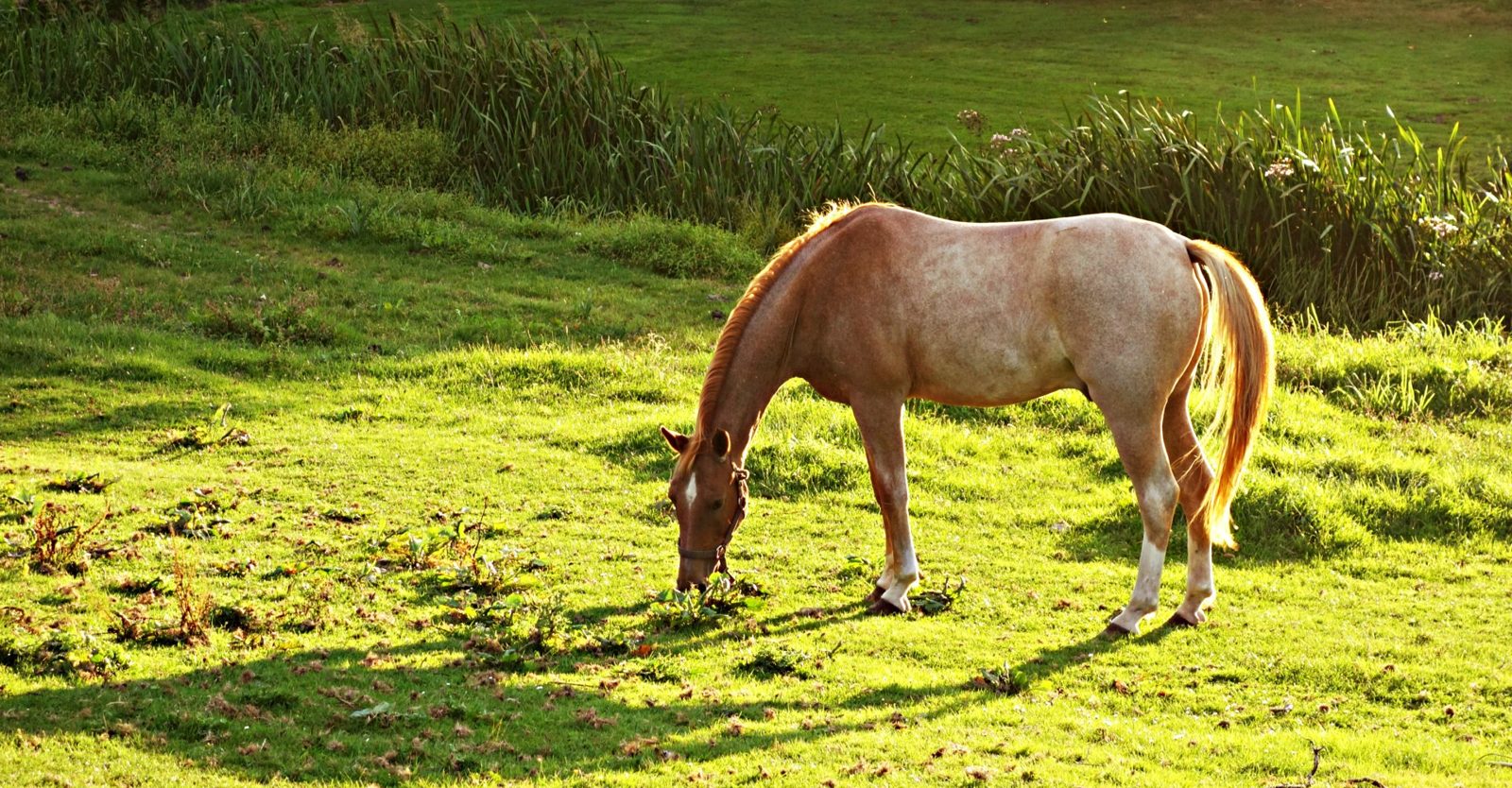 Equine Therapy: The Use of Horses for Healing