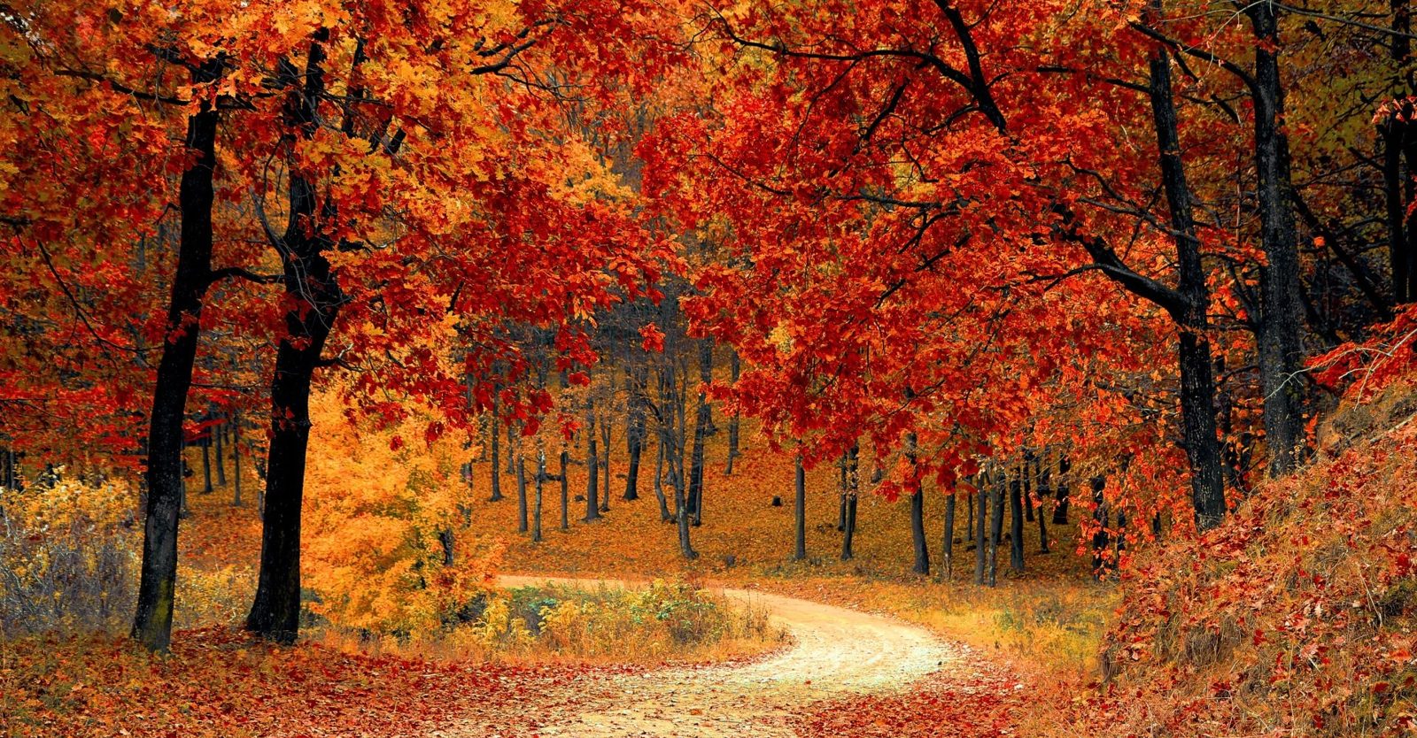 Crafting Your Path as a Person-Centred Lawyer