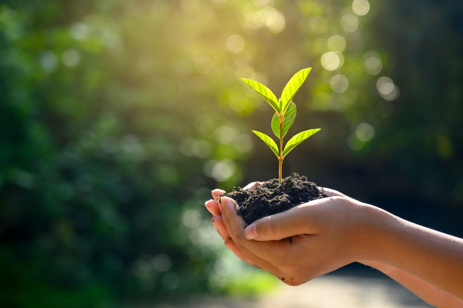 The seeds we sow: A therapist's gratitude