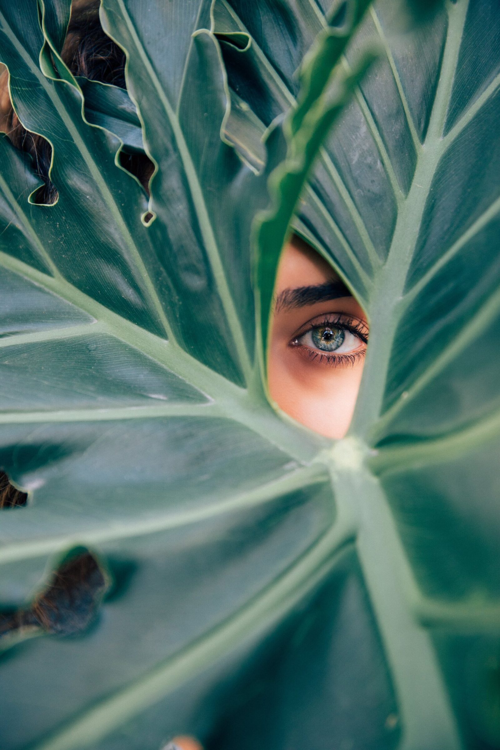 A woman 's face is behind a large green leaf.