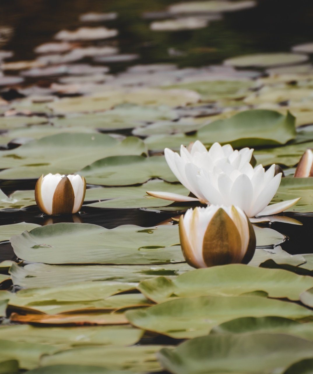 A white water lily is surrounded by green leaves in a pond